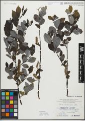 Foto von Salix myrsinifolia Salisb.